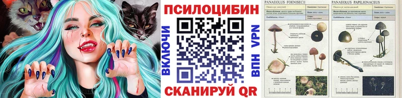 Галлюциногенные грибы Psilocybe Шуя